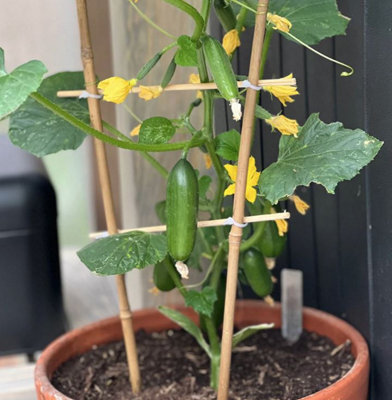 Suttons Seeds Cucumber Cucumis Sativus Quick Snack F1 1 Packet from B&Q