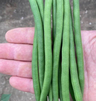 Suttons Seeds Dwarf French Bean Phaseolus Vulgaris Quartz 1 Packet from B&Q