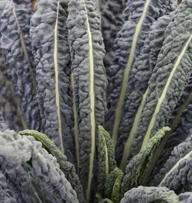Suttons Seeds Kale Brassica Oleracea Acephala Cobra F1 1 Packet from B&Q