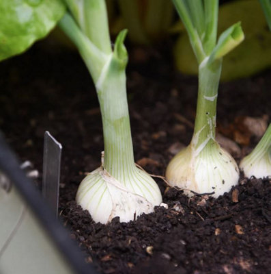 Suttons Seeds Onion Allium Cepa Starlight 1 Packet from B&Q