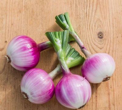 Suttons Seeds Onion Allium Cepa Ruby Red 1 Packet from B&Q