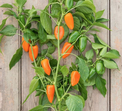 Suttons Seeds Pepper Capsicum Annuum Hamik 1 X Seed Packet from B&Q