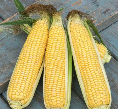 Suttons Seeds Sweetcorn Zea Mays Sweet Start F1 1 X Seed Packet from B&Q