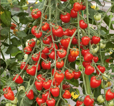 Suttons Seeds Tomato Solanum Lycopersicum Fraise 1 Packet from B&Q
