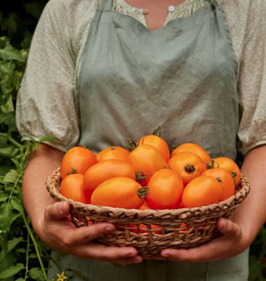 Suttons Seeds Tomato Vivacious F1 1 Packet from B&Q