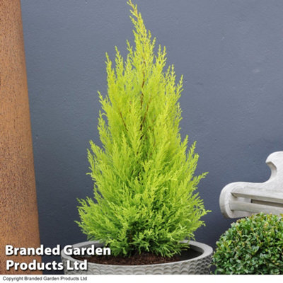 Thompson & Morgan Cupressus Goldcrest Wilma 10.5Cm Potted Plant X 8 from B&Q