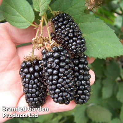 Thompson & Morgan Blackberry (Rubus) Karaka Black 9Cm Pot X 1