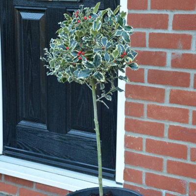 Thompson & Morgan Ilex (Holly) Aquifolium Argentea Marginata 9Cm Potted Plant X 1 from B&Q