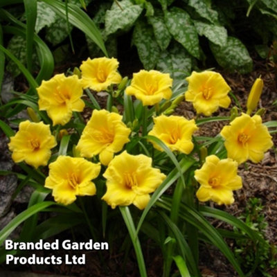 B&Q -  Hemerocallis Mini Stella 9Cm Potted Plant X 3