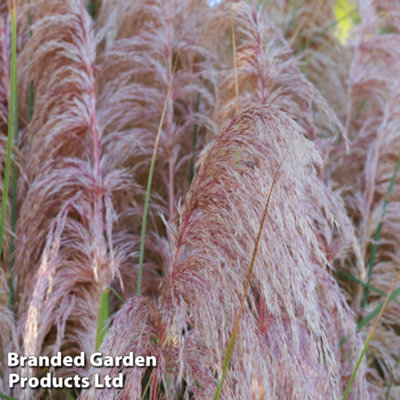 Thompson & Morgan Cortaderia Selloana Rosea 9Cm Potted Plant X 1 from B&Q