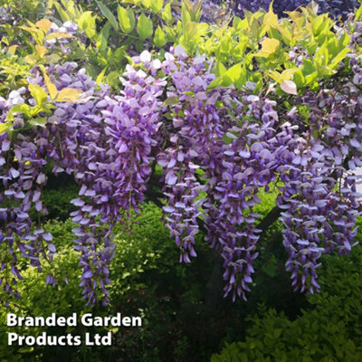 B&Q -  Scented Wisteria Sinensis9Cm Potted Plant X 3Loved By PollinatorsClimbing Plant