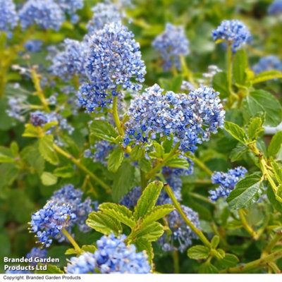 Thompson & Morgan Ceanothus Repens 3.6 Litre Potted Plant X 2 from B&Q