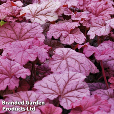 B&Q -  Heuchera Berry Smoothie 3 Litre Potted Plant X 1