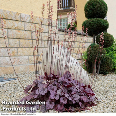 B&Q -  Heuchera Forever Purple 1 Litre Potted Plant X 1