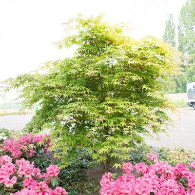 B&Q -  Acer Palmatum Osakazuki Seedling 7Cm Potted Plant X 2