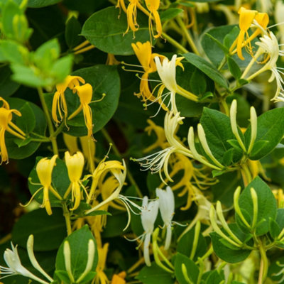 Thompson & Morgan Lonicera Japonica Halls Prolific 1.7 Litre Potted Plant X 1 from B&Q