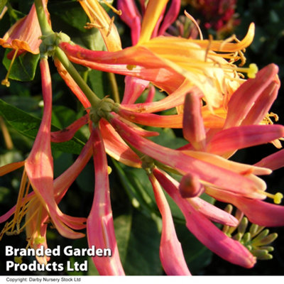 Thompson & Morgan Lonicera X Heckrotii Goldflame 3 Litre Potted Plant Plantted Plant X 2 from B&Q