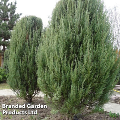 Thompson & Morgan Juniperus Scopulorum Moonglow 9Cm Potted Plant X 1 from B&Q