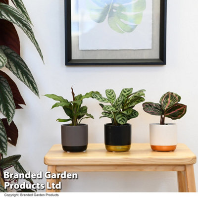 Thompson & Morgan Houseplant Calathea Starter Mix 6Cm Potted Plant X 1 from B&Q