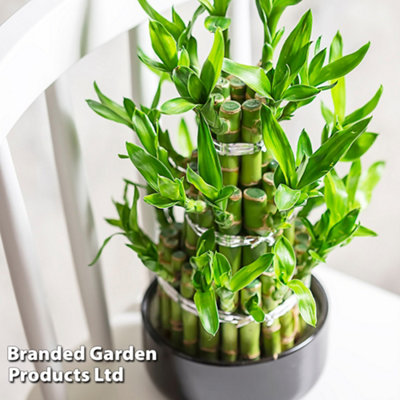 B&Q -  Houseplant 'lucky Bamboo' Dracaena Sanderiana12Cm Potted Plant X 1