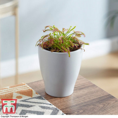 Thompson & Morgan Houseplant Drosera (Capensis) 9Cm Pot X 1 from B&Q
