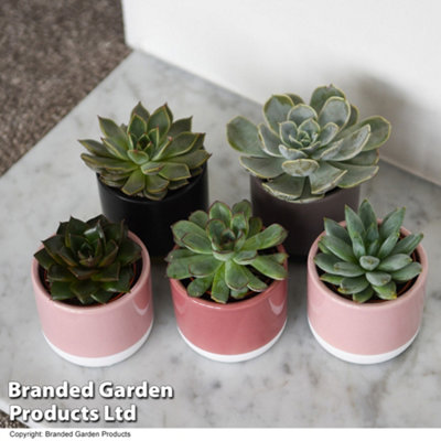 Thompson & Morgan Houseplant Echeveria Mix 5.5Cm Potted Plant X 1 from B&Q