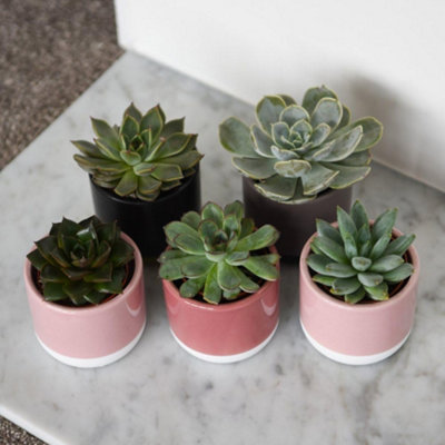Thompson & Morgan Houseplant Echeveria Mix 5.5Cm Pot X 12 from B&Q