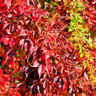 Thompson & Morgan Parthenocissus Quinquefolia 3 Litre Potted Plant X 1 from B&Q