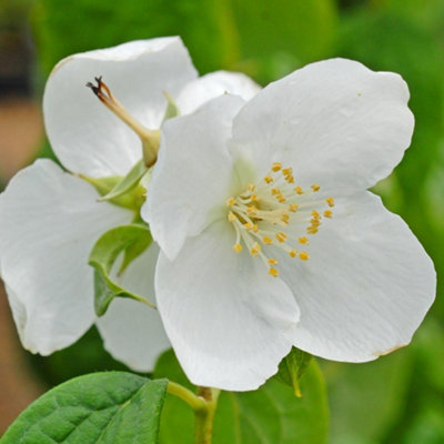 B&Q -  Mock Orange Philadelphus Virginal 3.6 Litre Potted Plant X 1