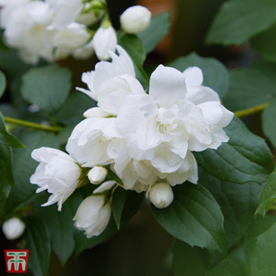 Thompson & Morgan Philadelphus Snowbelle 3.6 Litre Potted Plant X 1 from B&Q