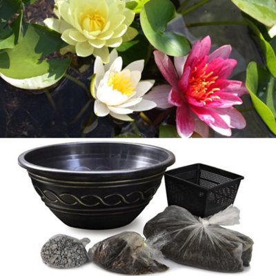 Thompson & Morgan Trio Waterlily Pond Basket + Black And Gold Patio Pond Potted Plant from B&Q