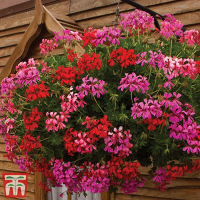Thompson & Morgan Pelargonium Balcon Mix Preplanted Hanging Basket 10In (25Cm) X 2 from B&Q