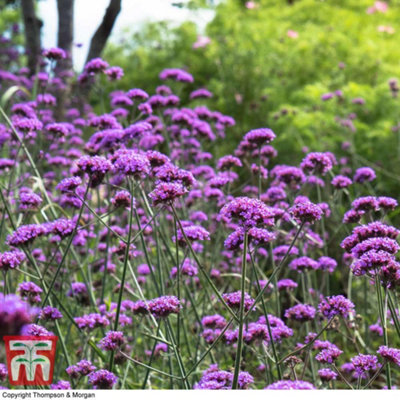 B&Q -  Verbena Bonariensis 9Cm Potted Plant X 3