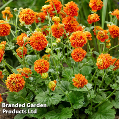 Thompson & Morgan Geum Orange Pumpkin 9Cm Potted Plant X 3 from B&Q
