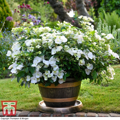 B&Q -  Hydrangea Runaway Bride 3.6 Litre Potted Plant X 1