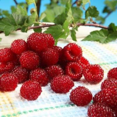 Thompson & Morgan Rubus (Raspberry Tree) Hararasp 9Cm Potted Plant X 1 White/Light