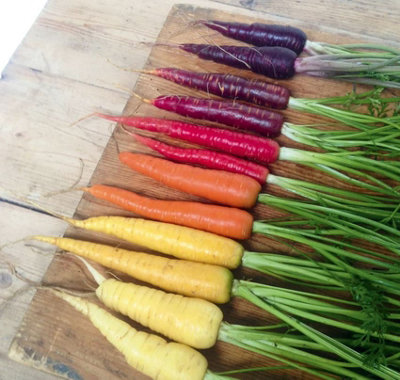 Suttons Seeds Organic Carrot Rainbow Mix 1 Packet from B&Q