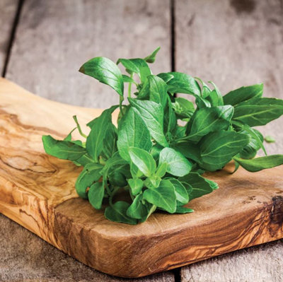 Suttons Seeds Organic Herb Basil Classico 1 Packet from B&Q