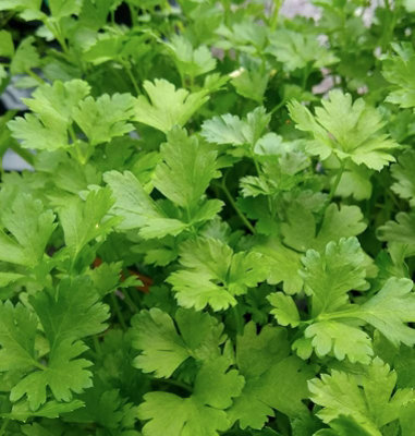 Suttons Seeds Organic Herb Parsley Italian Giant 1 Packet from B&Q