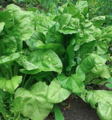 Suttons Seeds Organic Leaf Beet Perpetual Spinach 1 Packet from B&Q