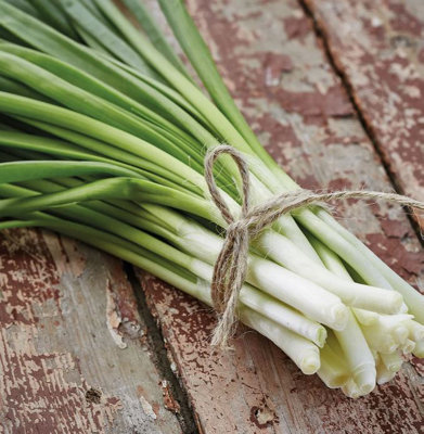 Suttons Seeds Organic Spring Onion White Lisbon 1 Packet from B&Q
