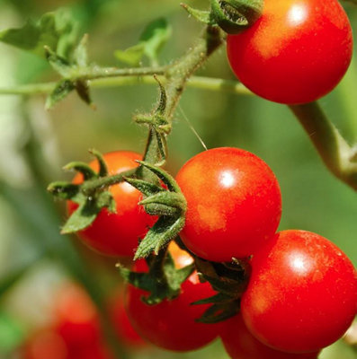 B&Q -  Organic Tomato Zuckertraube (Sugar Grape) 1 Seed Packet