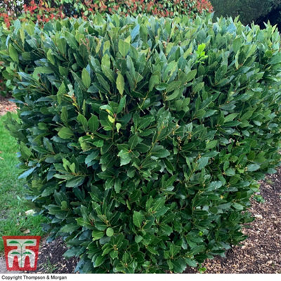 Thompson & Morgan Laurus Nobilis (Bay) 9Cm Potted Plant X 2 from B&Q