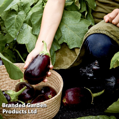 B&Q -  Aubergine Genie F1 1 Seed Packet (6 Seeds)