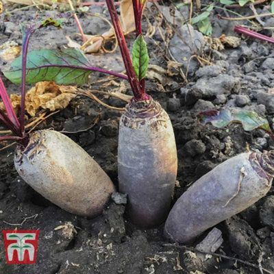 Thompson & Morgan Beetroot Cylindra 1 Seed Packet (100 Seeds) from B&Q
