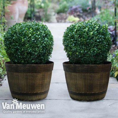 B&Q -  Buxus Sempervirens 9Cm Potted Plant X 6