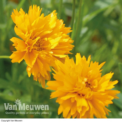 B&Q -  Coreopsis Early Sunrise 9Cm Potted Plant X 1
