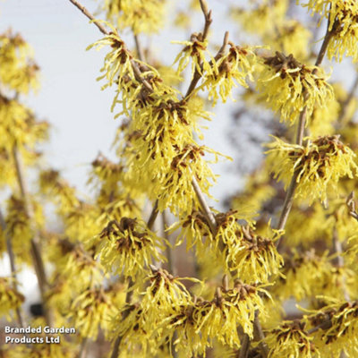 B&Q -  Hamamelis X Intermedia (Witch Hazel) Arnold Promise 9Cm Pot X 1