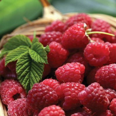Thompson & Morgan Raspberry Tulameen - 1.7 Litre Potted Plant - Red - Image 4