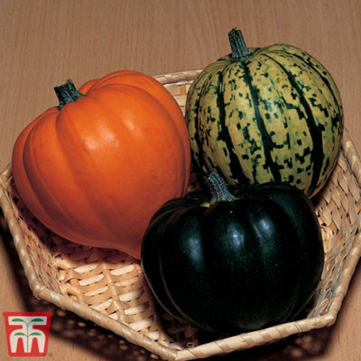 Thompson And Morgan Squash Winter Celebration Mixed F1 Hybrid Seeds Light Thompson & Morgan - Image 4